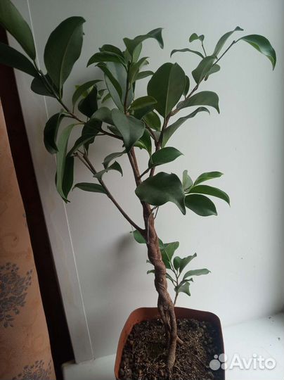 Фикус ретуза