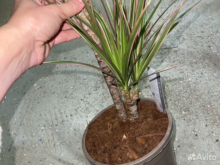 Драцена Маргината Биколор и Маджента