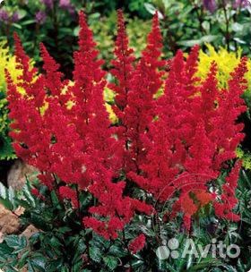 Астильбы сортовые