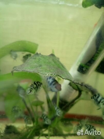 Тигровый попугай (Цихлида)