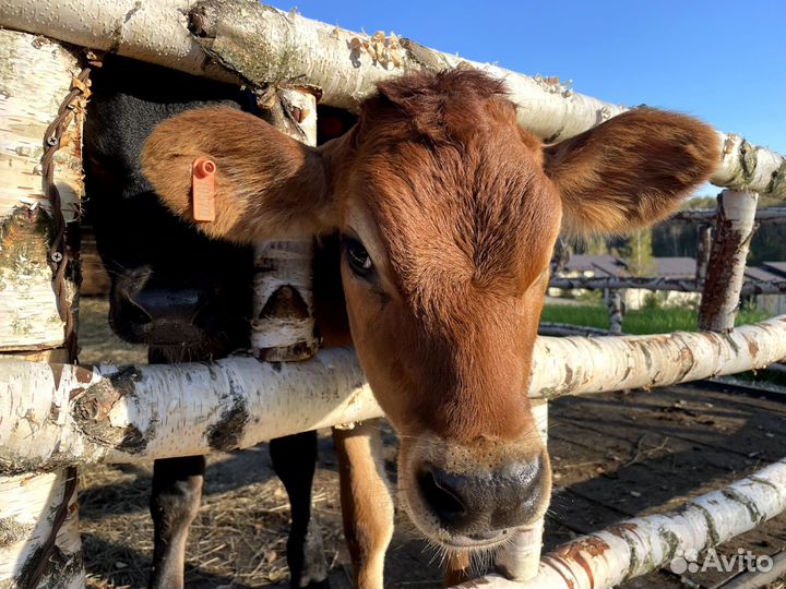 Молоко оптом и в розницу