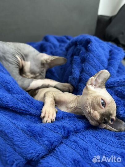Канадский сфинкс эльф котенок