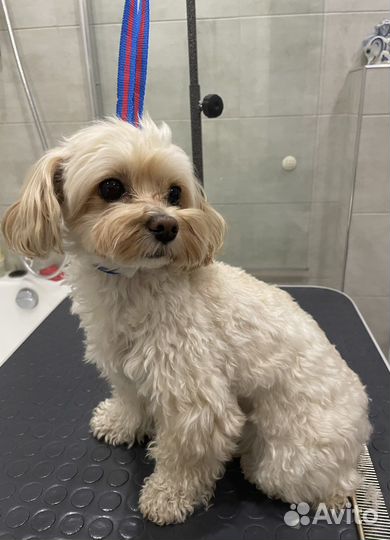 Грумер. Стрижка, вычес собак и кошек