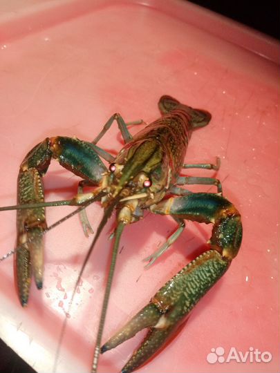Австралийский красноклешневый рак