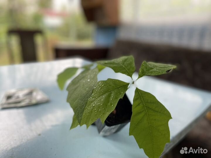 Саженцы дуба красного (канадского)