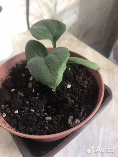 Белая рудбекия