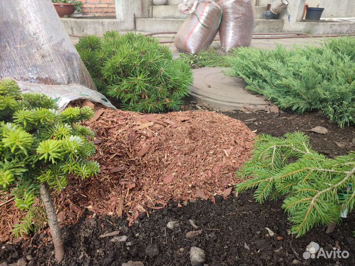 Мульча кора лиственницы