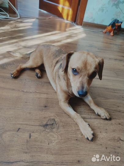 Щенок маленькой собаки в добрые руки девочка