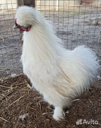 Петух китайский шелковый