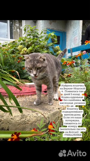 Найдена кошка