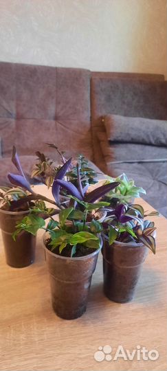 Комнатные растения