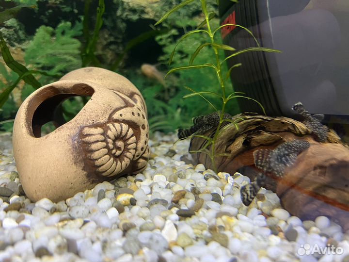 Аквариум с рыбками