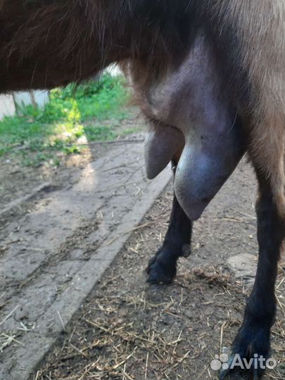 Коза дойная