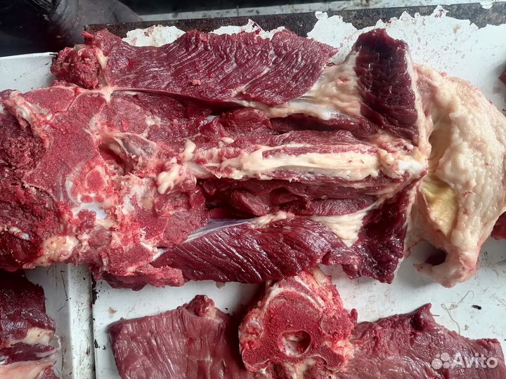 Мясо конина (от 12.11.23