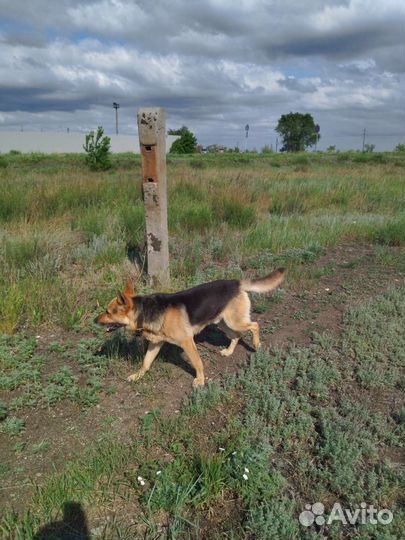 Чья потеряшка с ошейником кобель