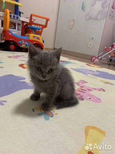 Шотланский котенок