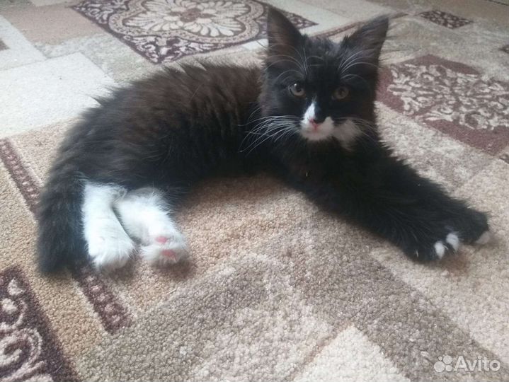 Котëнок девочка