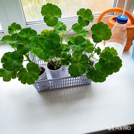 Пеларгония герань PAC Viva Rosita уже с бутонами