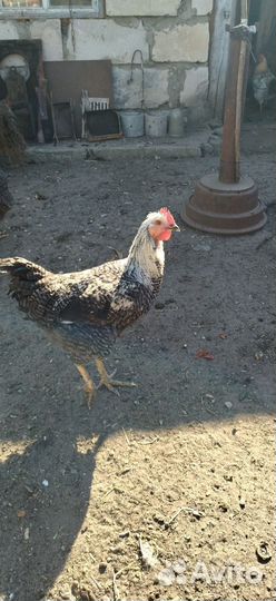 Молодые петухи