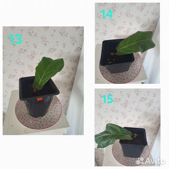 Фикус Лирата колумнарис (гигант)