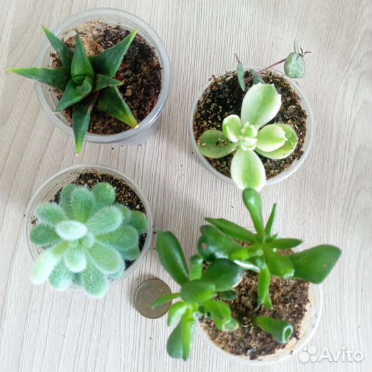 Суккулентные растения