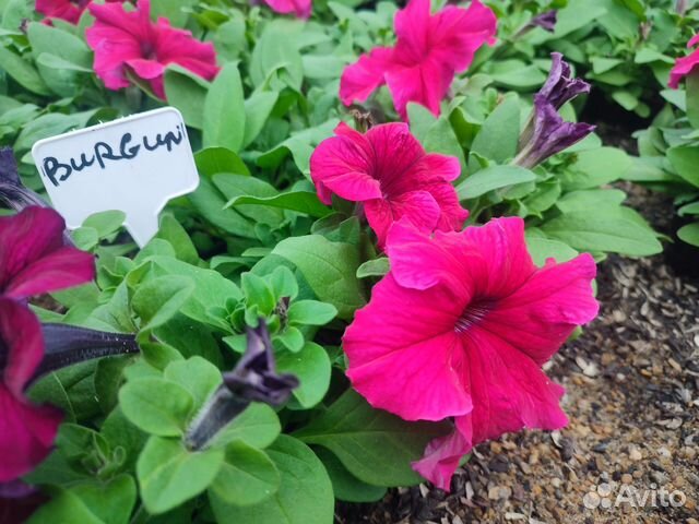 Петунии кустовые и ампельные тагетисы - бархатцы