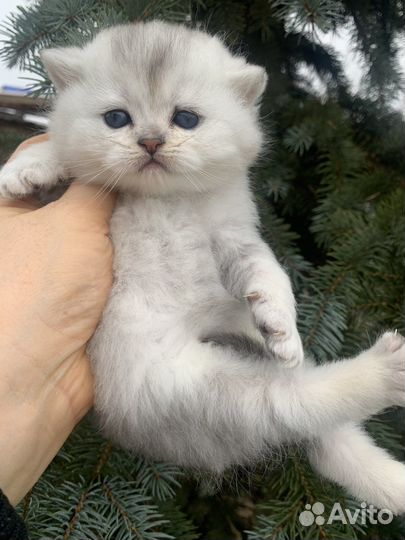 Шотландский котик