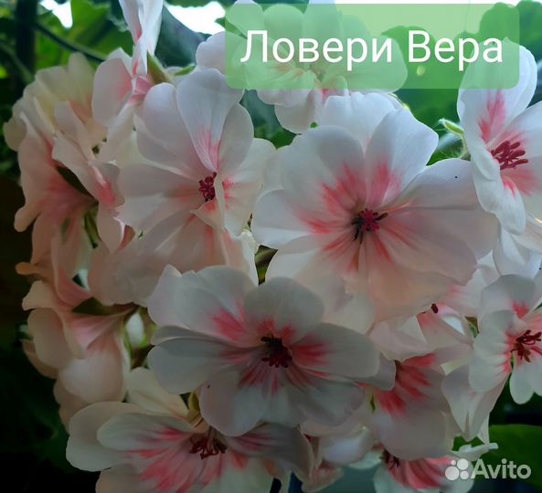 Пеларгония сортовая