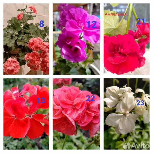 Бегония элатиор