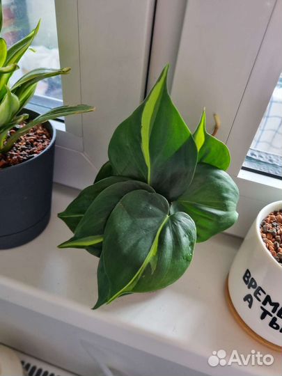 Филодендрон бразил черенки