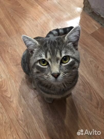 Кот для вязки