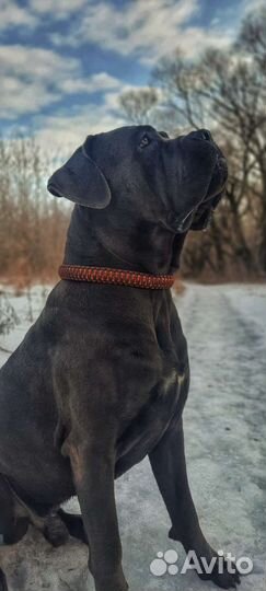 Ошейник из паракорда