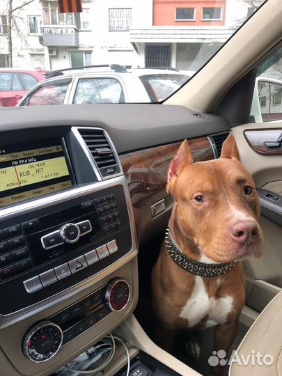 Вязка Американский Питбультерьер