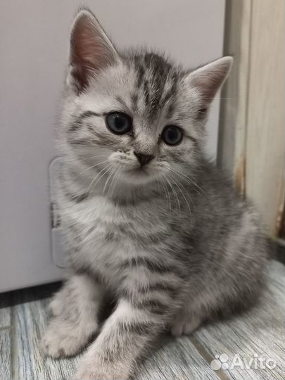 Отдам котёнка в добрые руки