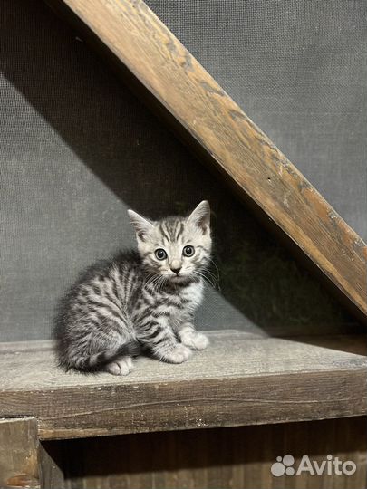 Котята в добрые руки 1 месяц