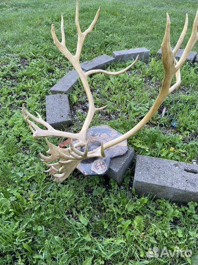 Рога оленя
