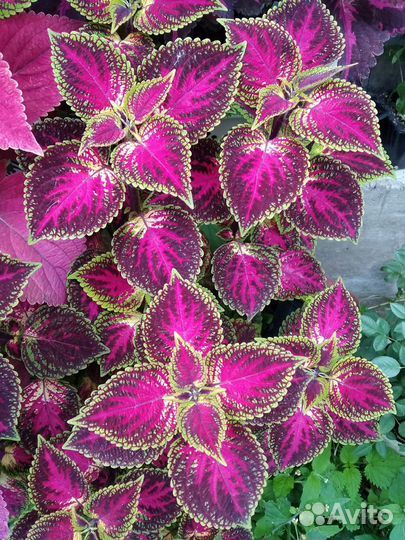 Колеусы вегетативные черенки