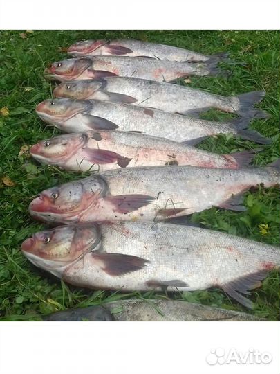 Технопланктон оптом и в розницу