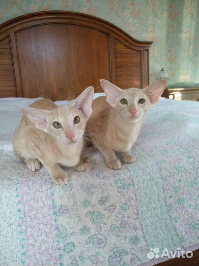 Ориентальные котята