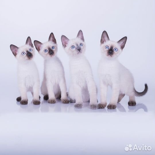 Тайские котята