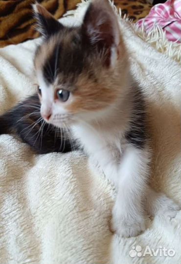 Котята от мышеловки