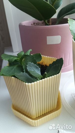 Каланхоэ цветущий(белый и красный)