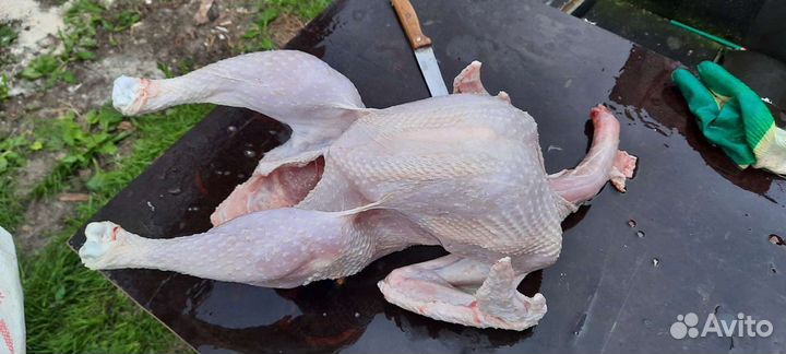 Мясо индюшки