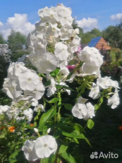 Флоксы сортовые