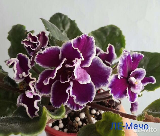 Детки сортовых фиалок