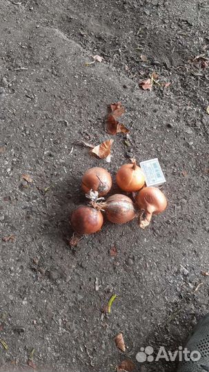 Лук репчатый оптом