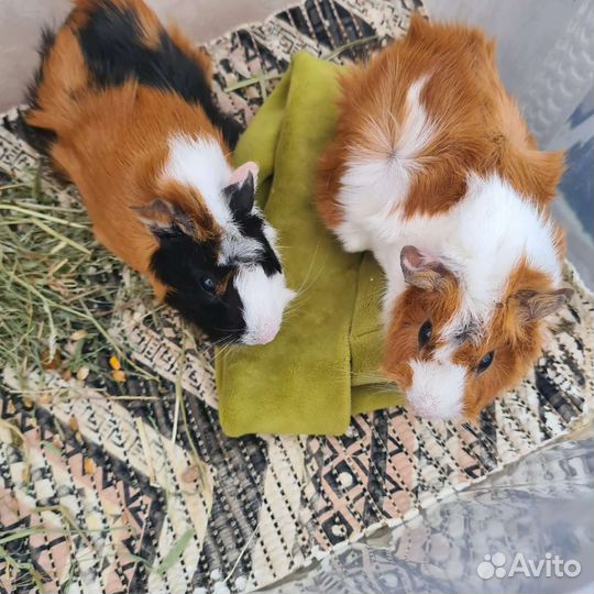 Передержка мелких грызунов