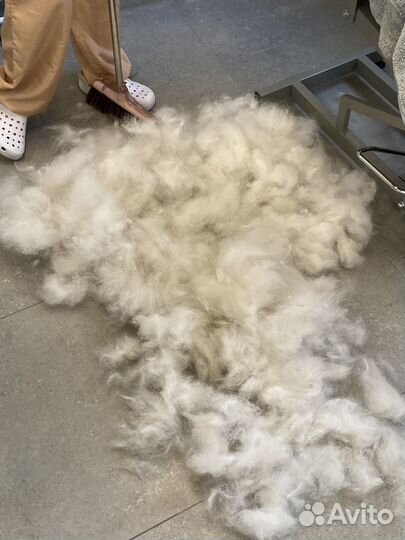 Пух самоеда(вычес)