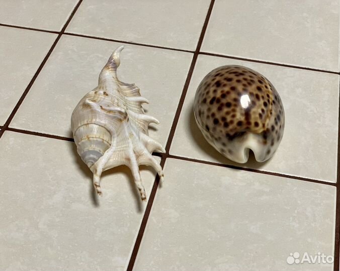 Морские ракушки