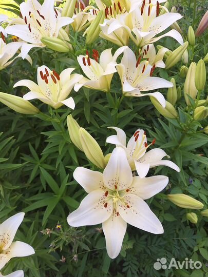 Лилии луковицы